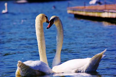 White swan in water