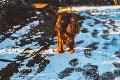 Dog on snow covered land