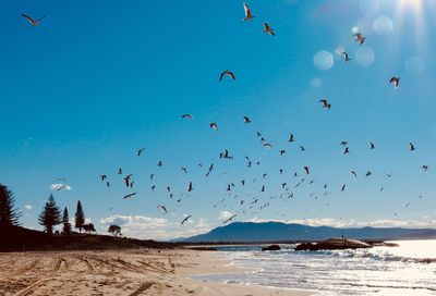 Flock of birds flying over beach