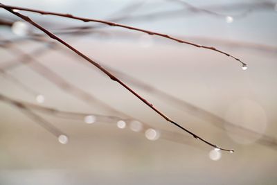 Close-up of water drops on twig