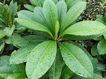 Close-up of wet plant leaves