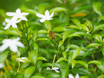 Close-up of bee on flower