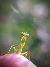 Close-up of insect on flower
