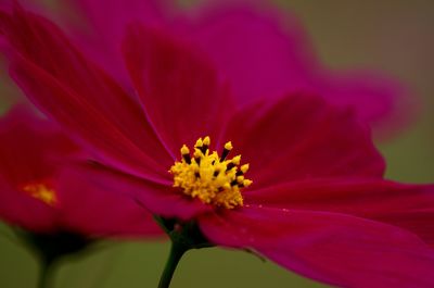 Close-up of fresh pink cosmos flower blooming outdoors