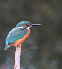 Close-up of bird perching outdoors