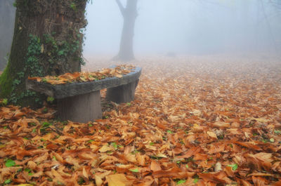 Autumn tree on field in forest