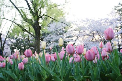 Pink tulips in park