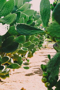 Close-up of succulent plant