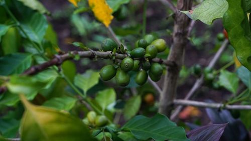 Close-up of berries growing on tree