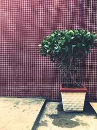 Potted plant on table against wall