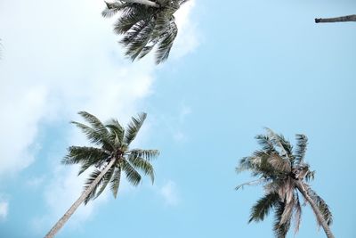 Low angle view of palm tree against sky