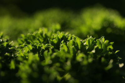 Close-up of green leaves on field