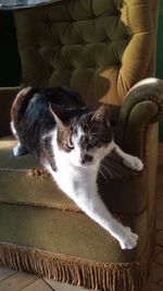 Portrait of cat sitting