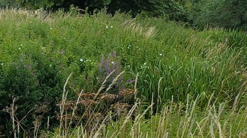 Scenic view of grassy field