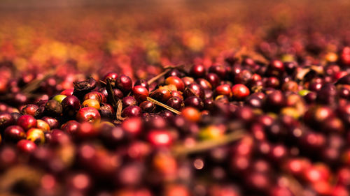 Close-up of berries