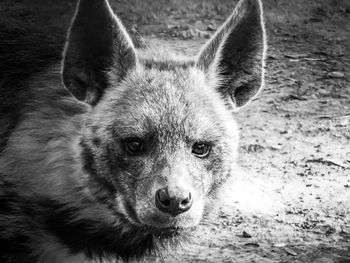 Close-up portrait of wild dog on field