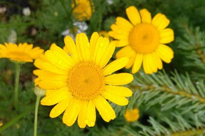 Close-up of sunflower blooming in field