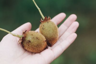 Close-up of hand holding apple