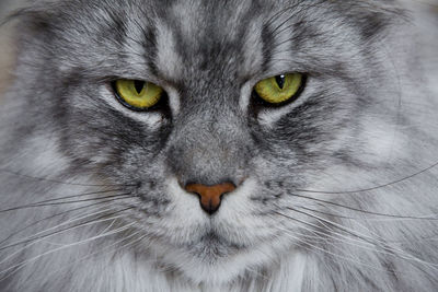 Close-up portrait of cat