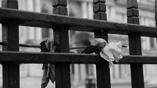 View of bird perching on railing