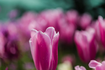 Close-up of pink flowers blooming outdoors