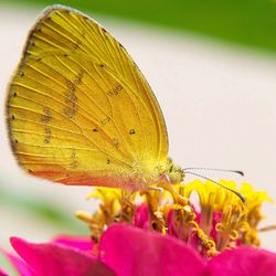 Close-up of butterfly pollinating on flower