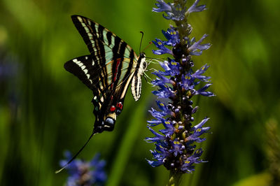 Swallowtail butterfly clings to a purple flower.
