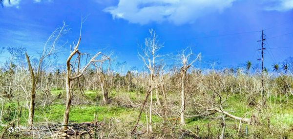 Plants growing on field against sky