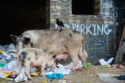 Pigs are looking for food in garbage in the streets of mumbai, india 