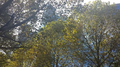 Low angle view of trees in forest against sky