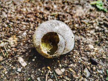 High angle view of shells on field