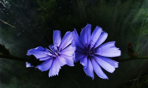 Close-up of purple chicories blooming outdoors