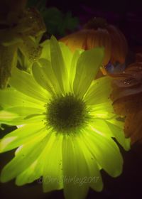 Close-up of water lily blooming outdoors