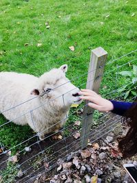 Cropped image of woman touching sheep on field