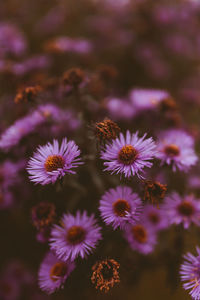 Close-up of purple crocus flowers