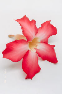 Close-up of red rose against white background
