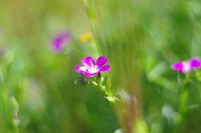 Close-up of purple flower