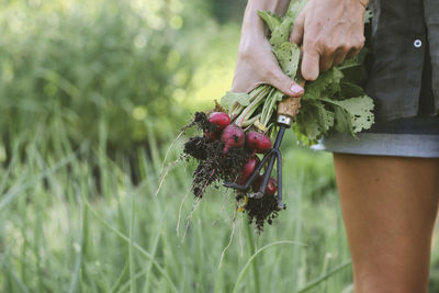 Close-up of woman harvesting red radish