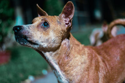 Close-up of a dog looking away