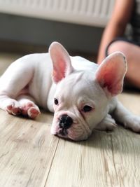 Close-up of dog lying down on wooden floor