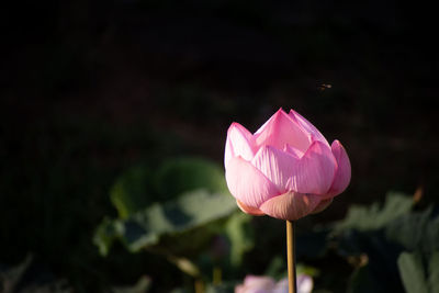 Close-up of pink water lily