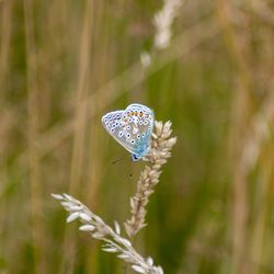 Close-up of butterfly on flower