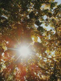 Sun shining through trees