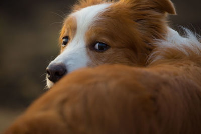 Close-up of dog looking away