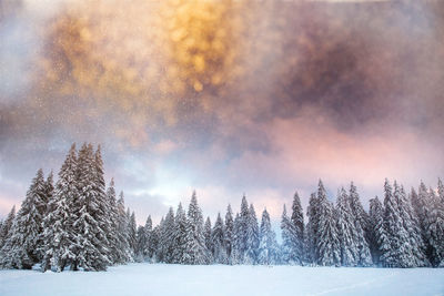 Panoramic view of pine trees during winter against sky