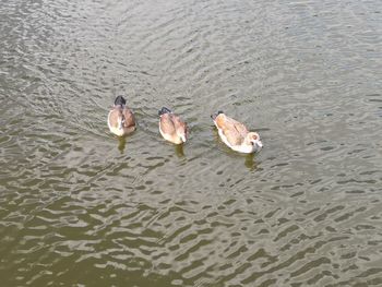 High angle view of ducks in lake