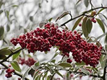 Close-up of red berries on tree