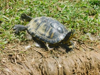 Close-up of tortoise on grass