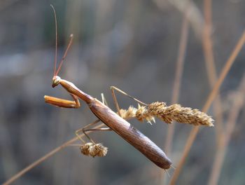 Close-up of insect on twig