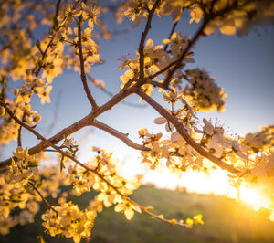 Beautiful plum tree branches full with white flowers in spring.